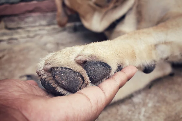 Feet of labrador dog with hand — Stock Photo, Image