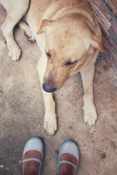 Selfie van schoenen met labrador hond — Stockfoto