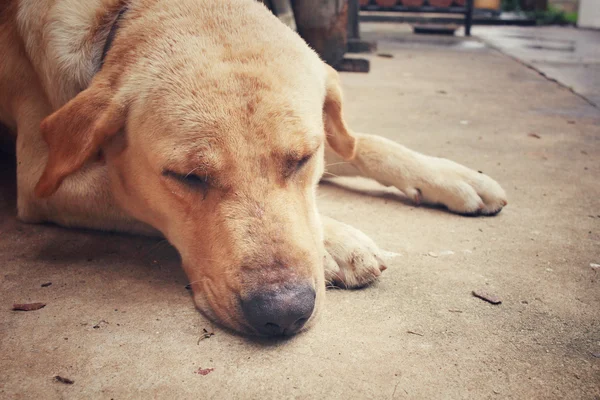 拉布拉多犬 — 图库照片