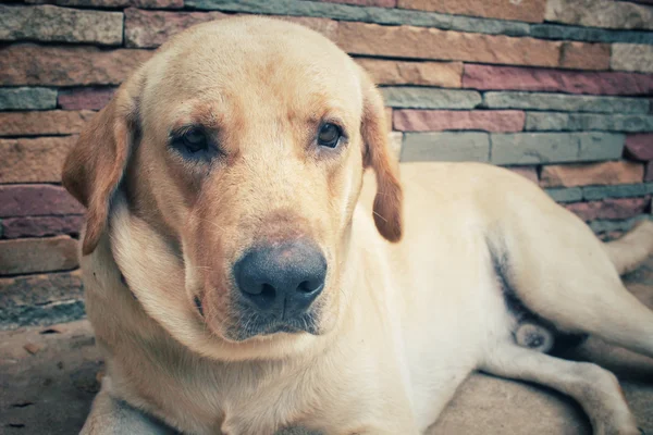 Labrador hond — Stockfoto