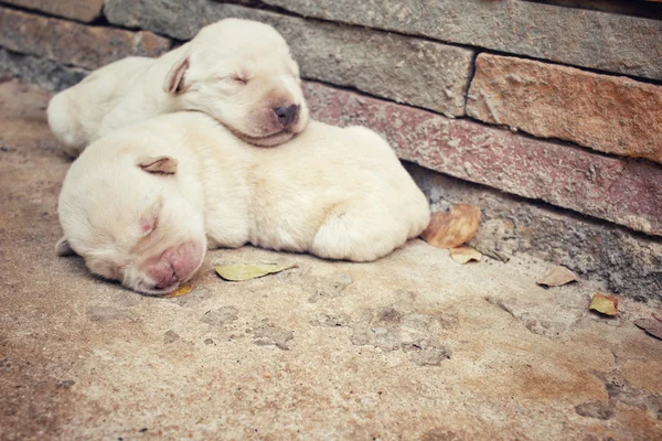 Labrador-Welpe schläft — Stockfoto