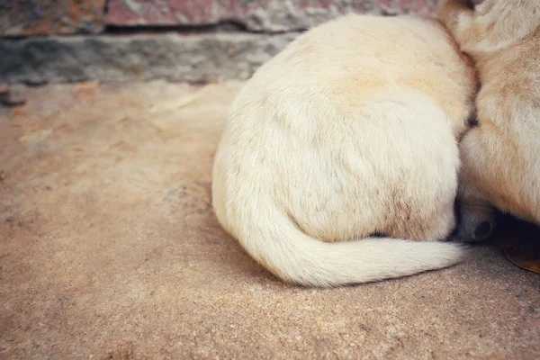 Tail of labrador puppy sleeping — Stock Photo, Image