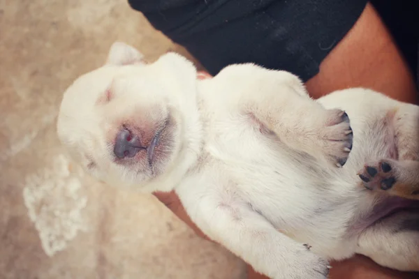 Labrador puppy sleeping on hand — Stock Photo, Image