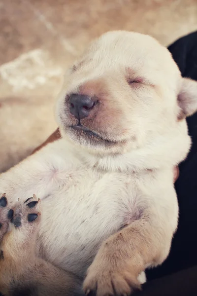Лабрадорский щенок спит — стоковое фото