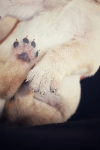 Fötter av labrador valp sover — Stockfoto