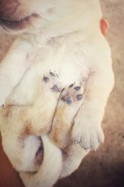 Pieds de labrador chiot dormir — Photo