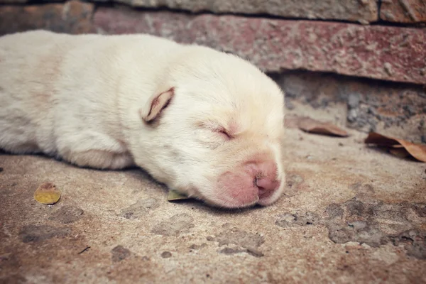 Uyku labrador köpek yavrusu — Stok fotoğraf