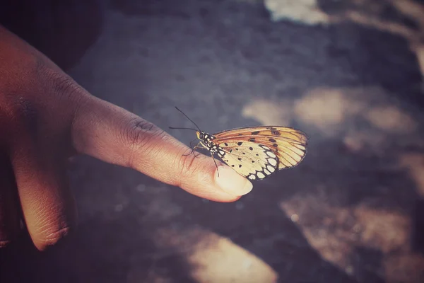 Farfalla in mano — Foto Stock