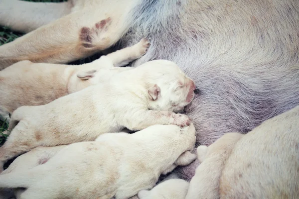Yalakalık anne ve labrador yavruları — Stok fotoğraf