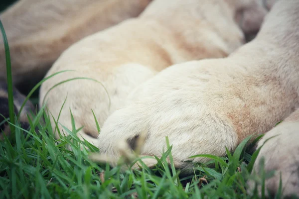 Cola de cachorro labrador — Foto de Stock