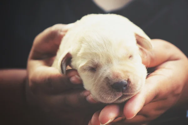 Labrador hundvalp sover å — Stockfoto