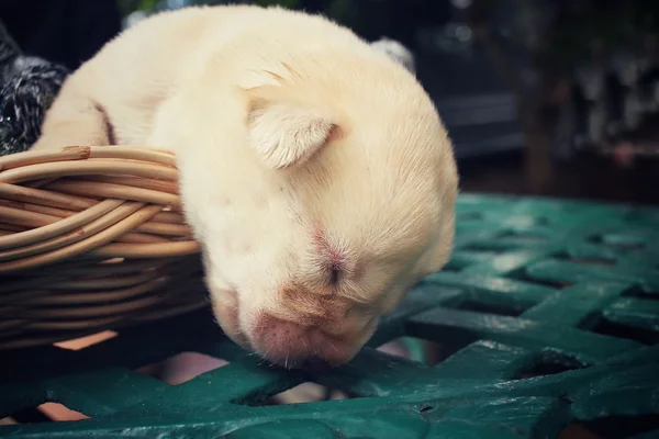 Labrador valp sova — Stockfoto