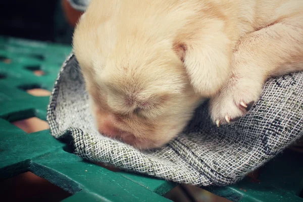 Szczeniak Labrador spanie — Zdjęcie stockowe