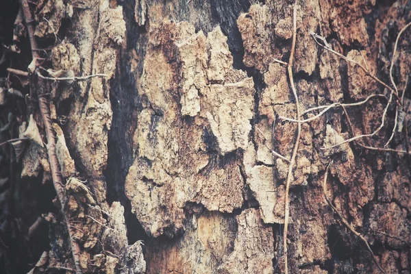 Struttura della corteccia dell'albero — Foto Stock