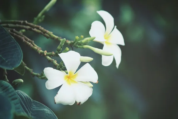 Valkoinen frangipani kukka puussa — kuvapankkivalokuva