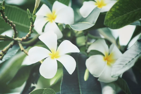 Flor de frangipani blanco en el árbol — Foto de Stock
