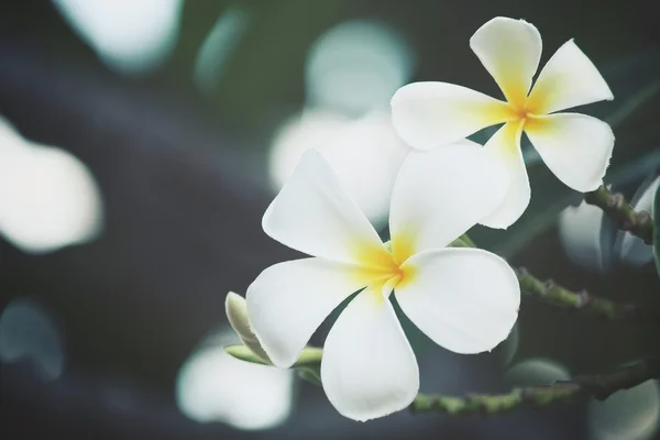 Weiße Frangipani-Blume auf Baum — Stockfoto