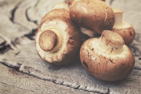 Champignon paddestoelen — Stockfoto