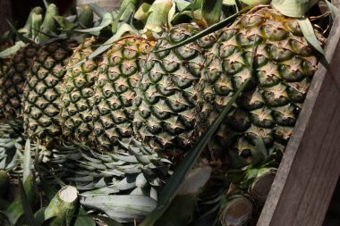 Taze ananas ve yeşil yapraklar