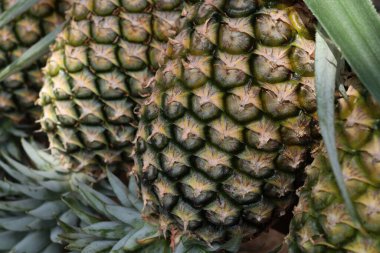 Taze ananas ve yeşil yapraklar