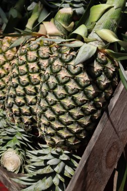 Taze ananas ve yeşil yapraklar