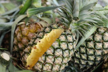 Taze kesilmiş ananas sulu sarı eti gösteriyor