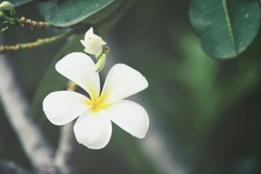 ağaç üzerinde beyaz frangipani çiçek