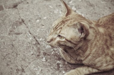 kedi arıyorum