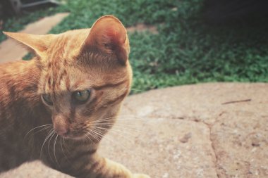 kedi arıyorum
