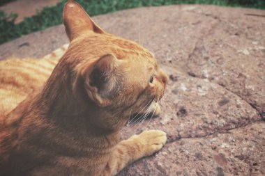 kedi arıyorum