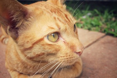 kedi arıyorum