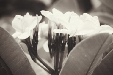 ağaç üzerinde beyaz frangipani çiçek