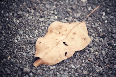 Kurutulmuş Yapraklar