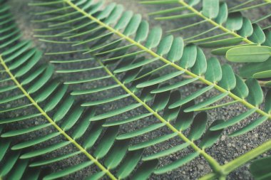 yaprakları arka plan