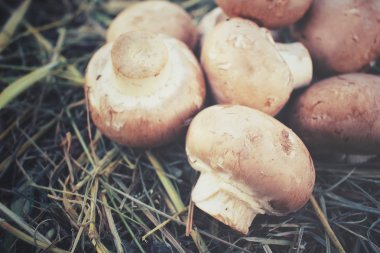 Kurutulmuş çim üzerinde champignon mantar