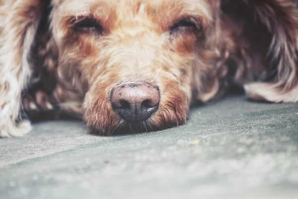 Pudel pies śpi — Zdjęcie stockowe