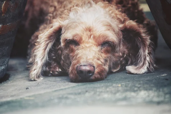 Uszkár kutya alszik — Stock Fotó