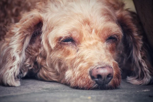 Poodle perro durmiendo —  Fotos de Stock