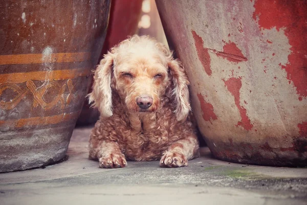 Uszkár kutya alszik — Stock Fotó