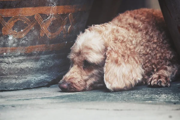 Poodle perro durmiendo —  Fotos de Stock