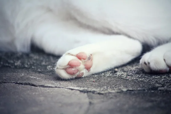 猫足 — ストック写真