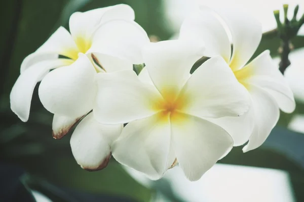 Ağaç üzerinde beyaz frangipani çiçek — Stok fotoğraf