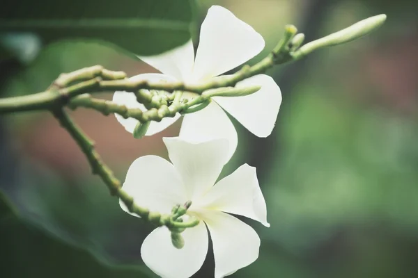 Fleur frangipani blanche sur l'arbre — Photo