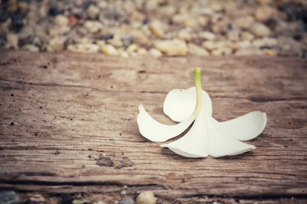 Flori frangipani albe — Fotografie, imagine de stoc
