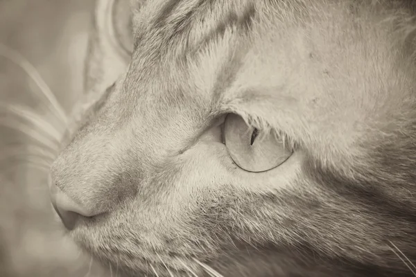 Gato mirando — Foto de Stock