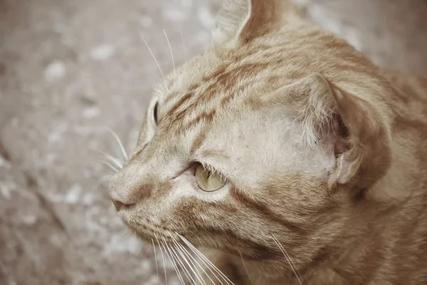 Gato mirando — Foto de Stock