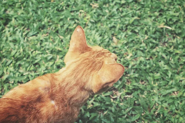 Belakang kucing — Stok Foto