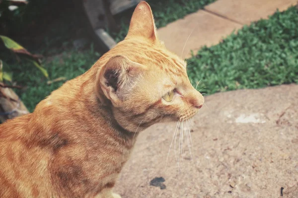 Kat op zoek — Stockfoto