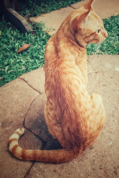Kedi arka — Stok fotoğraf