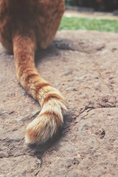 Coda di un gatto — Foto Stock